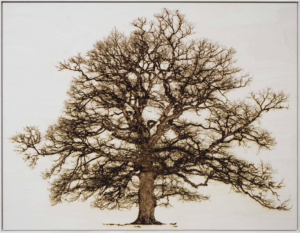 Oak In Garth - Tree drawing lasered onto wood