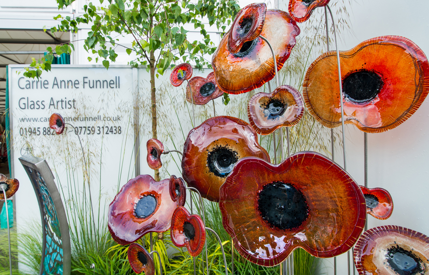 carrie_anne_funnell_poppies.jpg